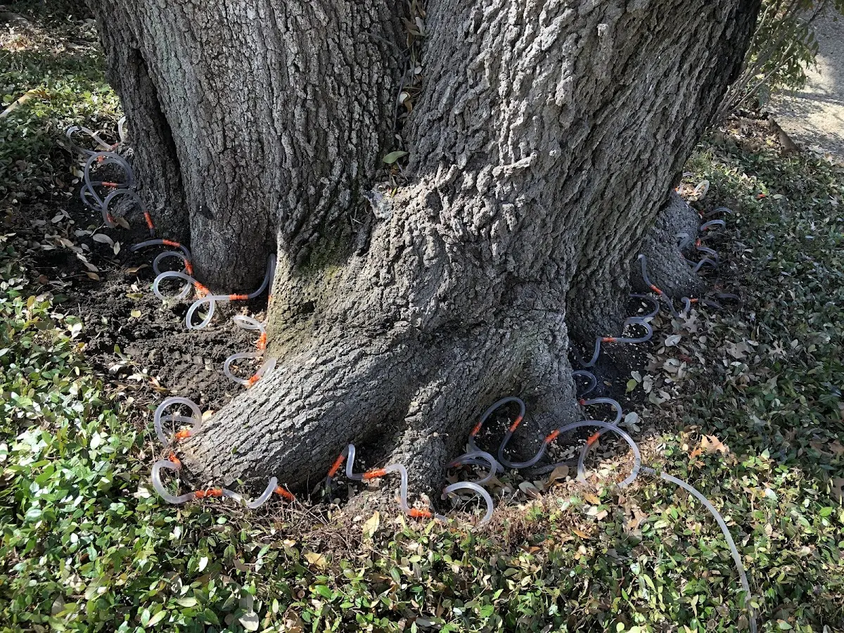 Detailed Tree Cabling and Bracing job site in Twilight