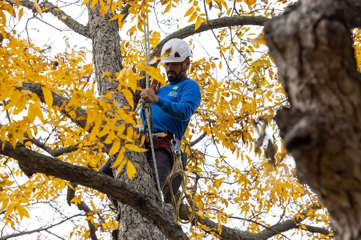Skilled Storm Damage Cleanup crew working in Twilight